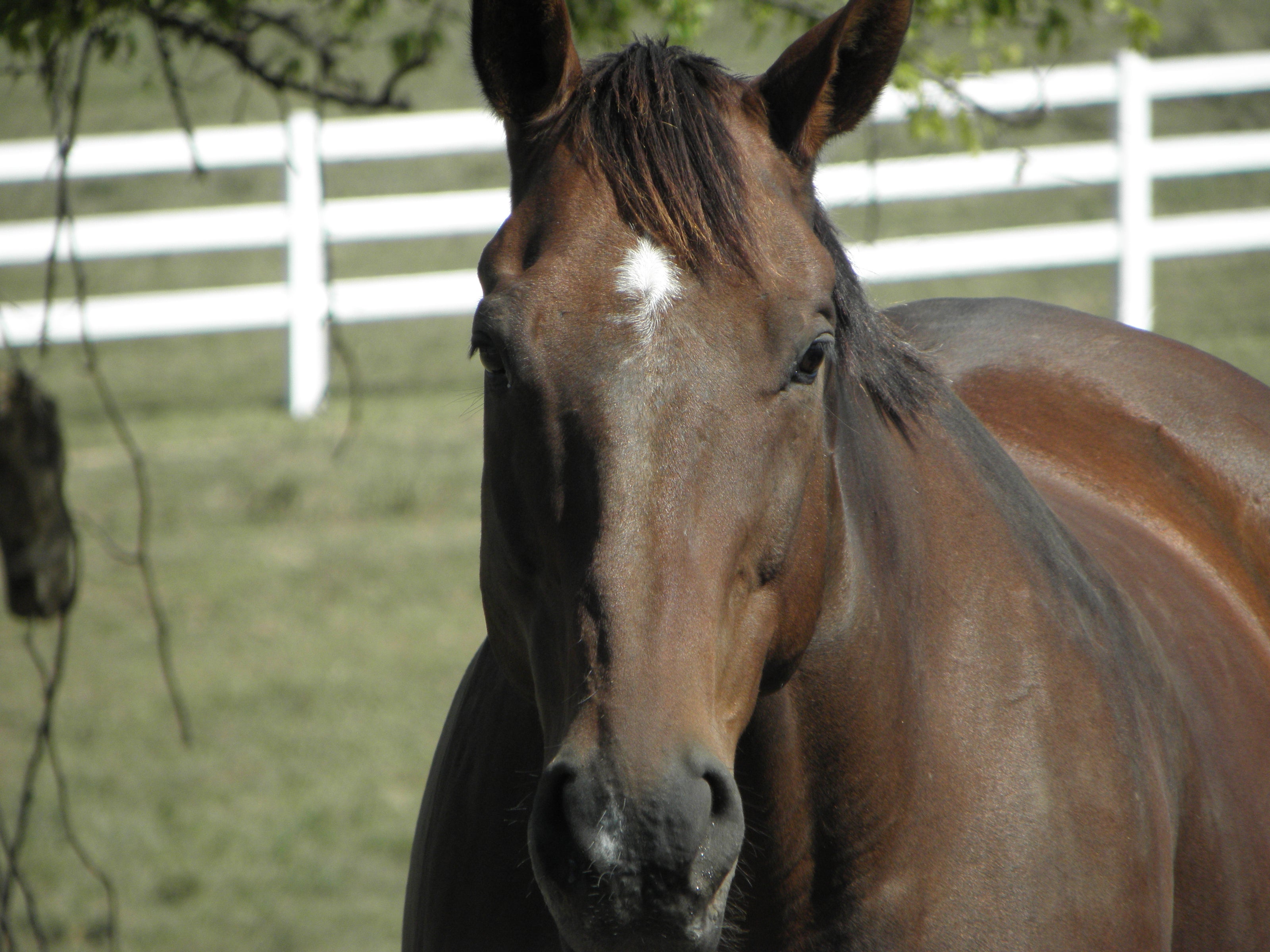 Bay horse with white star